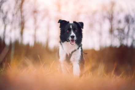 Psí fotograf Radek Vandra Photography - Fotografování psů