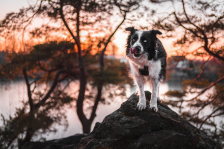 Psí fotograf Radek Vandra Photography - Fotografování psů
