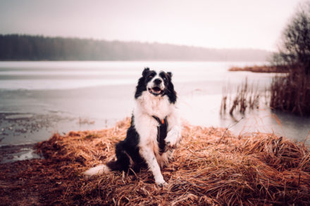 Psí fotograf Radek Vandra Photography - Fotografování psů
