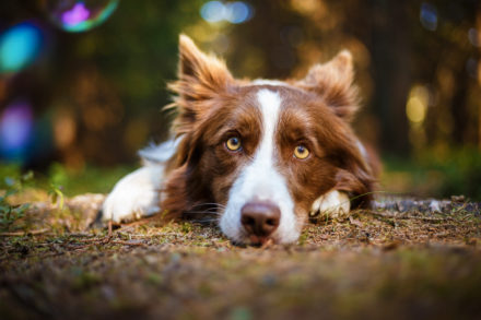 Psí fotograf Radek Vandra Photography - Fotografování psů