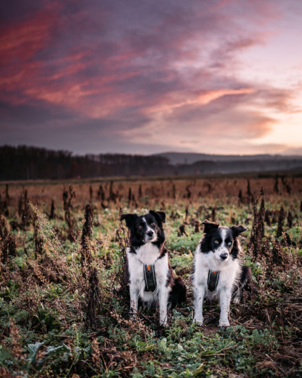 Psí fotograf Radek Vandra Photography - Fotografování psů