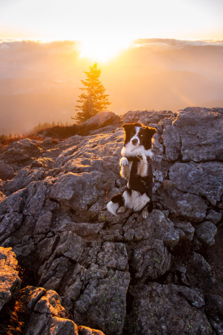 Psí fotograf Radek Vandra Photography - Fotografování psů