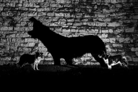 Psí fotograf Radek Vandra Photography - Fotografování psů