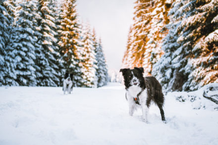 Psí fotograf Radek Vandra Photography - Fotografování psů