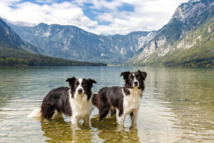 Psí fotograf Radek Vandra Photography - Fotografování psů