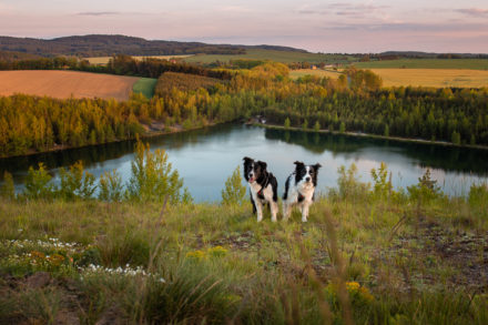 Psí fotograf Radek Vandra Photography - Fotografování psů