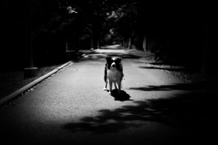 Psí fotograf Radek Vandra Photography - Fotografování psů