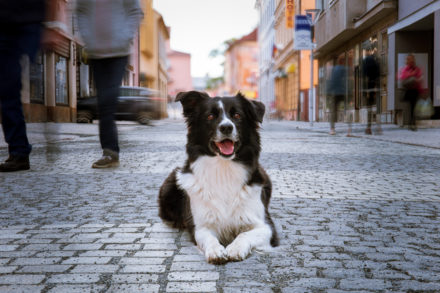 Psí fotograf Radek Vandra Photography - Fotografování psů