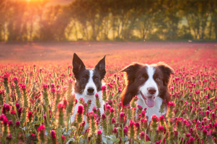 Psí fotograf Radek Vandra Photography - Fotografování psů