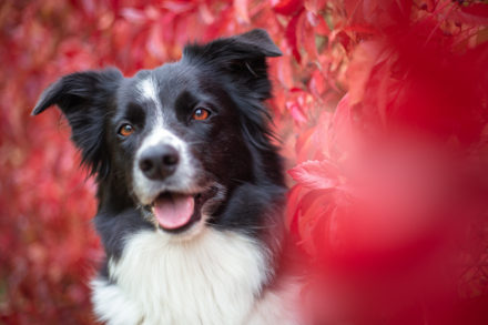 Psí fotograf Radek Vandra Photography - Fotografování psů