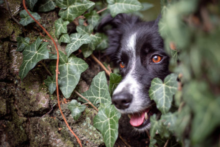 Psí fotograf Radek Vandra Photography - Fotografování psů