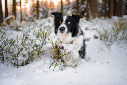 Psí fotograf Radek Vandra Photography - Fotografování psů