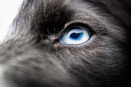 Psí fotograf Radek Vandra Photography - Fotografování psů