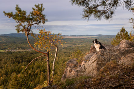 Psí fotograf Radek Vandra Photography - Fotografování psů