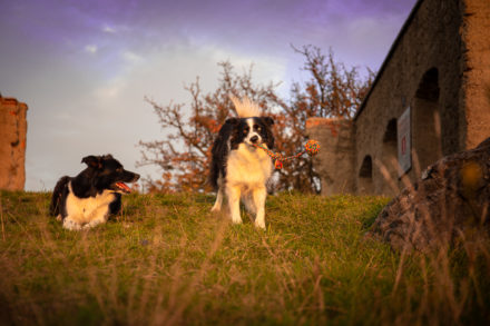 Psí fotograf Radek Vandra Photography - Fotografování psů