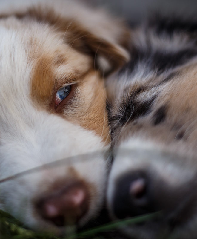 Psí fotograf Radek Vandra Photography - Fotografování psů