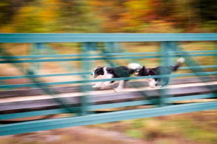 Psí fotograf Radek Vandra Photography - Fotografování psů