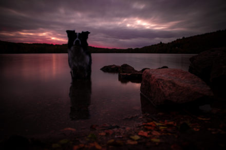 Psí fotograf Radek Vandra Photography - Fotografování psů