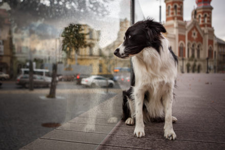 Psí fotograf Radek Vandra Photography - Fotografování psů