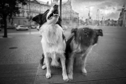 Psí fotograf Radek Vandra Photography - Fotografování psů