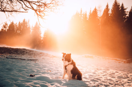 Psí fotograf Radek Vandra Photography - Fotografování psů