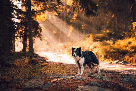 Psí fotograf Radek Vandra Photography - Fotografování psů