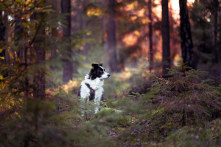 Psí fotograf Radek Vandra Photography - Fotografování psů