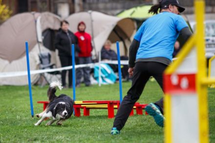 Psí fotograf Radek Vandra Photography - Fotografování psů - Psí sporty