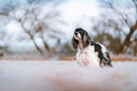 Psí fotograf Radek Vandra Photography - Fotografování psů