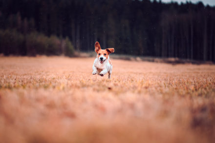 Psí fotograf Radek Vandra Photography - Fotografování psů