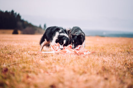 Psí fotograf Radek Vandra Photography - Fotografování psů - Psí sporty